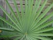 Brahea-aculeata-palme