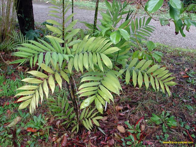 Chamaedorea-microspadix-thuret