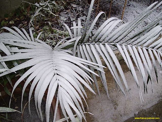 Chamaedorea-radicalis-neige