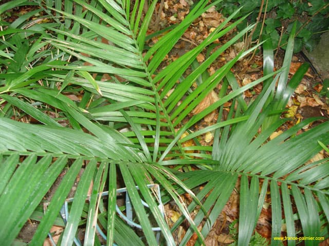 Chamaedorea-radicalis-palmes