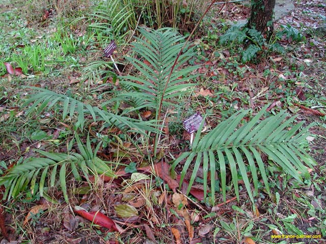 Chamaedorea-radicalis-thuret