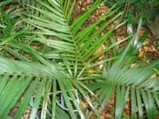 Chamaedorea-radicalis-palmes