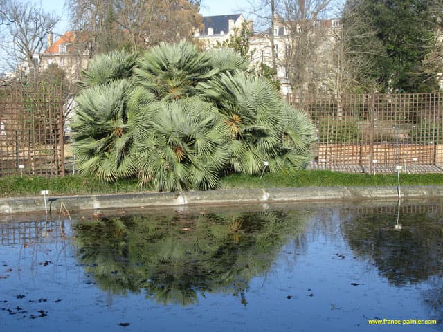 Chamaerops-humilis-bordeaux