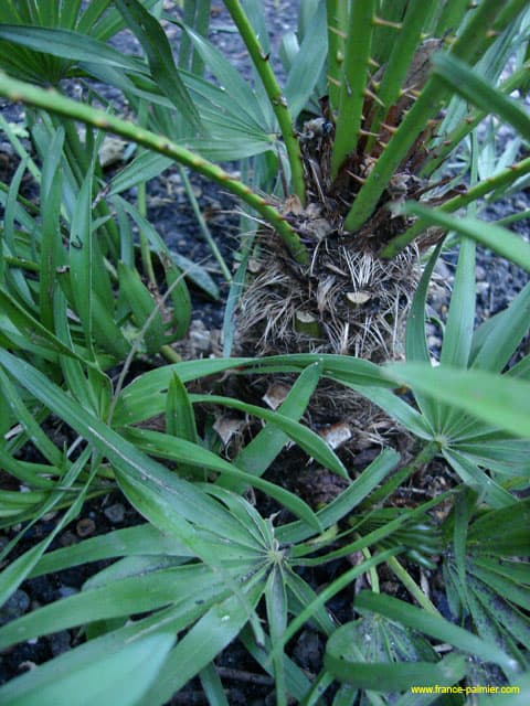 Chamaerops-humilis-cerifera-drageons