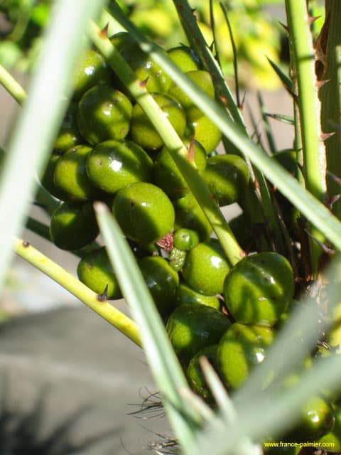 Chamaerops-humilis-cerifera-fruits