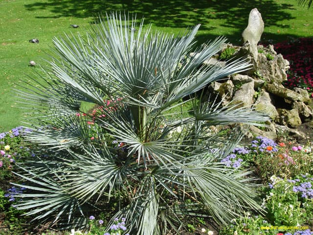 Chamaerops-humilis-cerifera-pot