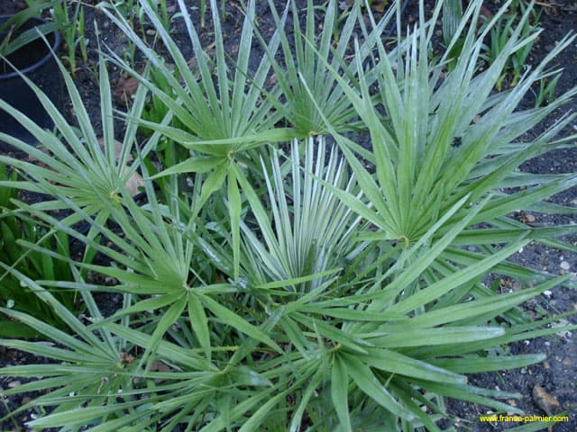 Chamaerops-humilis-cerifera