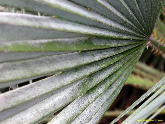 Chamaerops-humilis-forme-bleue