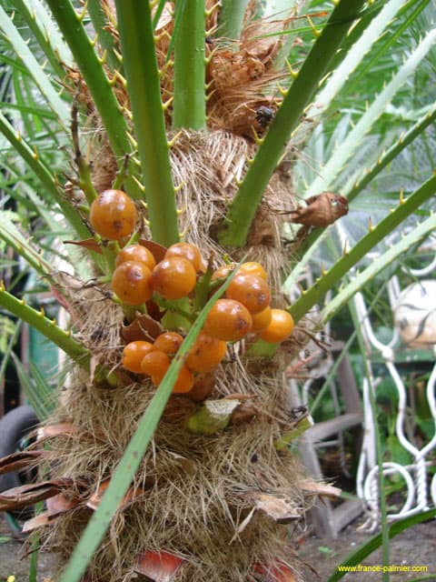 Chamaerops-humilis-fruits