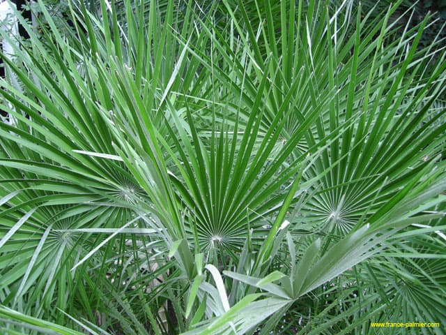 Chamaerops-humilis-palmes