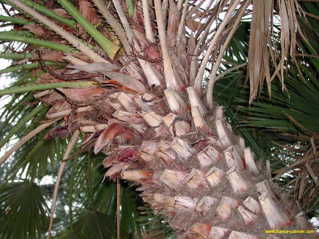 Chamaerops-humilis-stipe