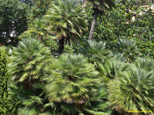 Chamaerops-humilis