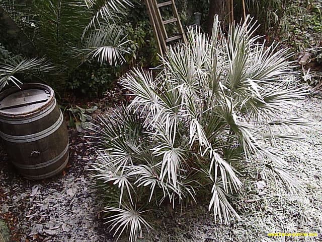 chamaerops-humilis-neige