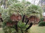 Chamaerops-humilis-adulte