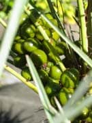 Chamaerops-humilis-cerifera-fruits