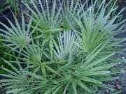 Chamaerops-humilis-cerifera