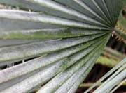 Chamaerops-humilis-forme-bleue