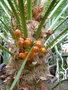 Chamaerops-humilis-fruits