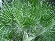 Chamaerops-humilis-palmes