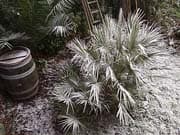 chamaerops-humilis-neige