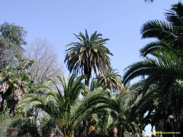 Phoenix-canariensis-groupe