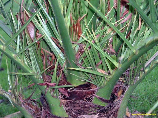 Phoenix-canariensis-spines