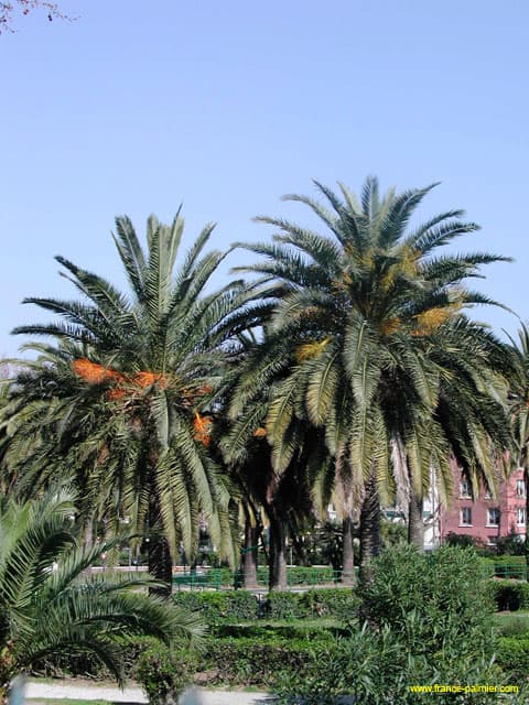 Phoenix-canariensis