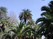 Phoenix-canariensis-groupe