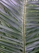 Phoenix-canariensis-palme
