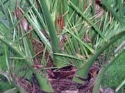 Phoenix-canariensis-spines