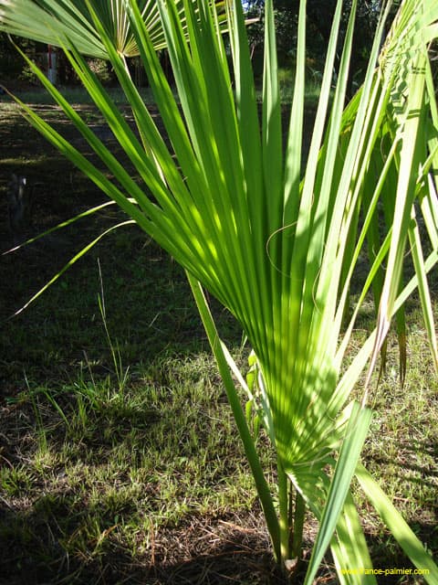 Sabal-palmetto-costapalme