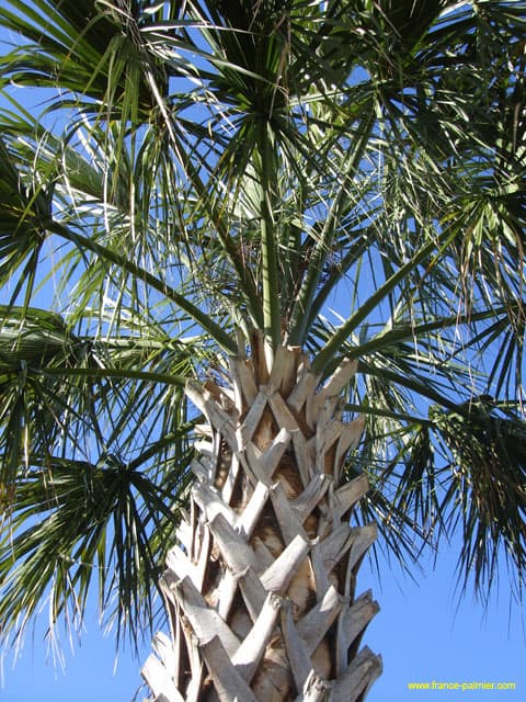 Sabal-palmetto-couronne