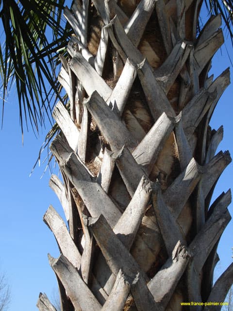 Sabal-palmetto-stipe