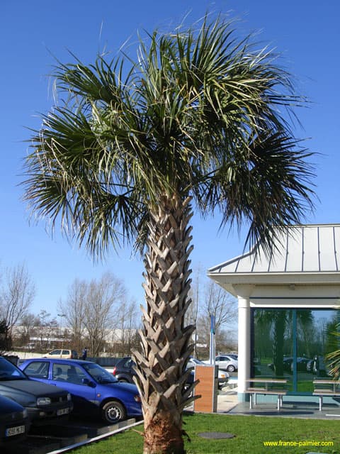 Sabal-palmetto