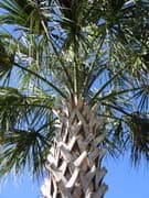 Sabal-palmetto-couronne