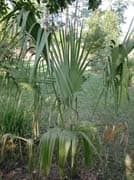 Sabal-palmetto-jeune-France