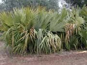 Sabal-palmetto-jeunes