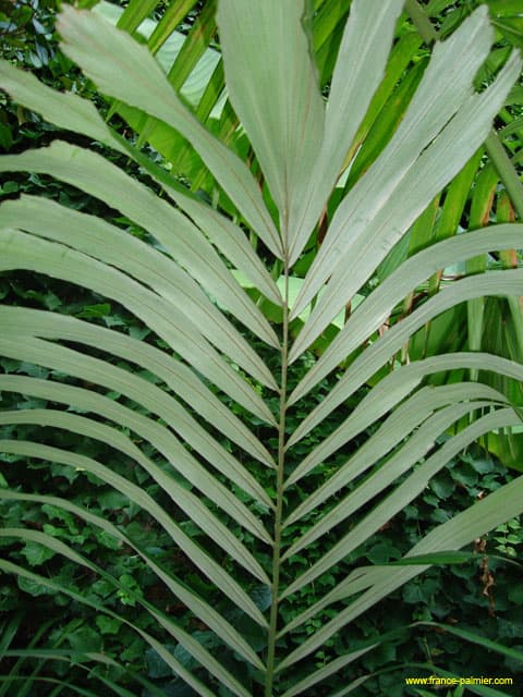 Arenga-engleri-dessous-palme