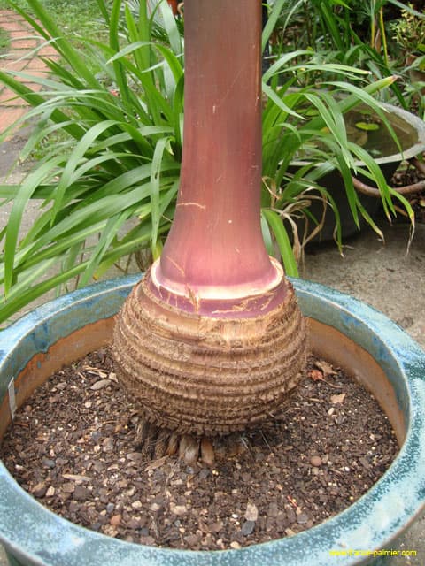 Hyophorbe-verschafeltii-pot