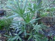 Rhapidophyllum-hystrix