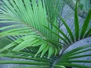 Rhopalostylis-sapida-palmes