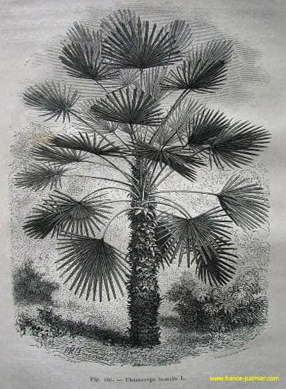 gravure-chamaerops humilis