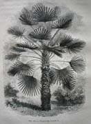 gravure-chamaerops humilis