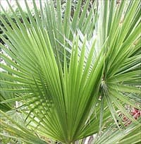 Les jolies palmes vert-clair de Brahea edulis