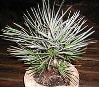 Chamaerops humilis var.cerifera, du Maroc, un très joli petit palmier bleu pour la culture en container