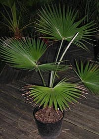 Jeune Trachycarpus martianus en pot. Ce specimen provient d'un semis de graines récoltées au Huntington Botanical Garden à Los Angeles