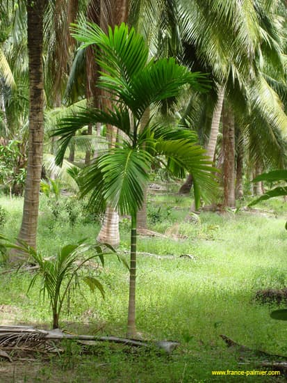 areca-catechu-adulte