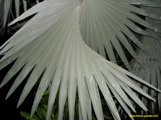 bismarckia-nobilis-palme