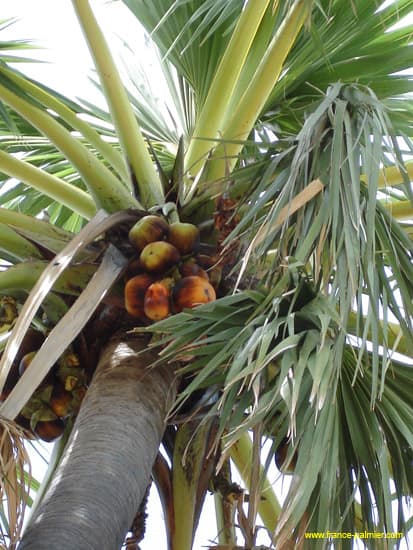 borassus-flabellifer-fruits