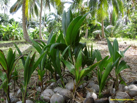 cocos-nucifera-sprouts